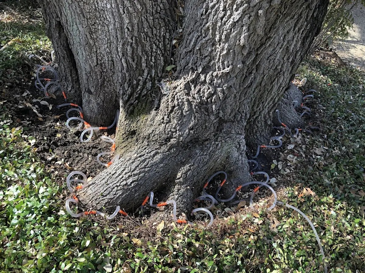 Detailed Tree Cabling and Bracing job site in Black Rock
